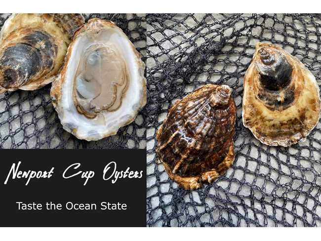 Newport Cup® Oyster - 25 count